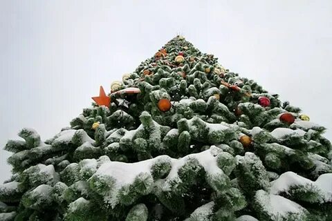 Ели томск