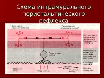 Тонкая регуляция