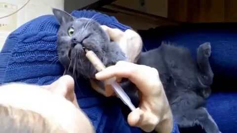 Кот со шприцом