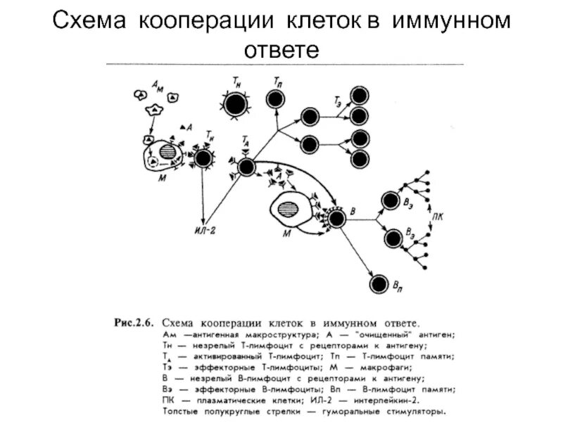 Взаимодействие иммунных клеток. Схема взаимодействия иммунокомпетентных клеток в иммунном ответе. Кооперация клеток в иммунном ответе гистология. Кооперация иммунокомпетентных клеток в иммунном ответе. Клеточный иммунный ответ схема гистология.