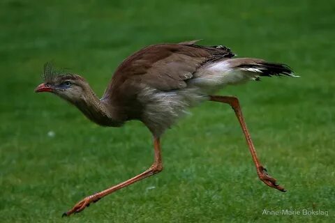 Red legged