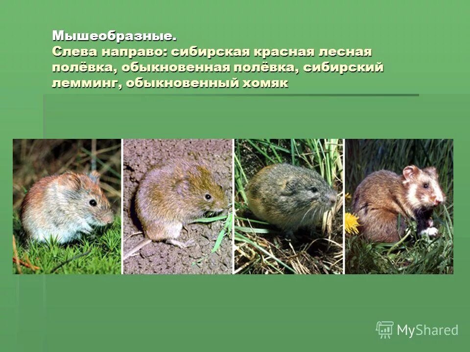 отряд грызуны распространение