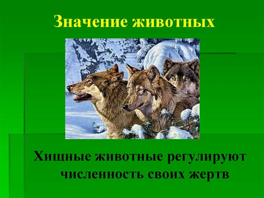 9 значений животных. Презентация на тему хищные животные. хищники животные презентация. значение диких животных. хищные животные в жизни человека.