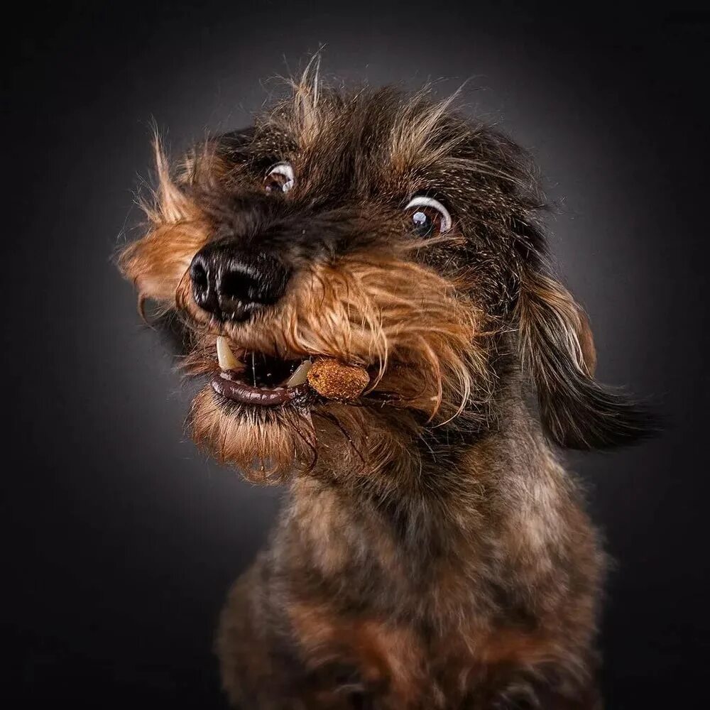 собака-улыбака порода сиба-ину. красивые собаки. лабрадор санд. смешные собачки. интересные собачки.