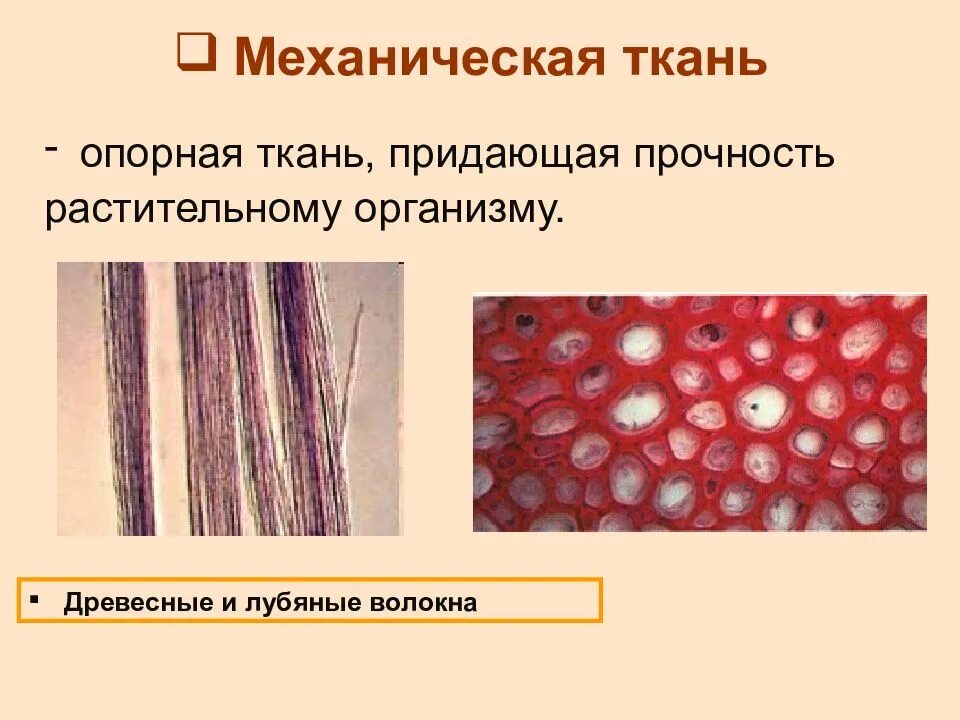 Механические ткани растений где