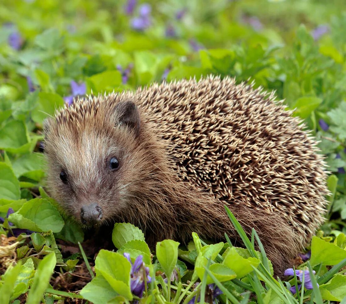 Чешский ежик. Erinaceus europaeus. Обыкновенный ёж. Насекомоядные обыкновенный ёж. Лесной ёж - Erinaceus Linnaeus.