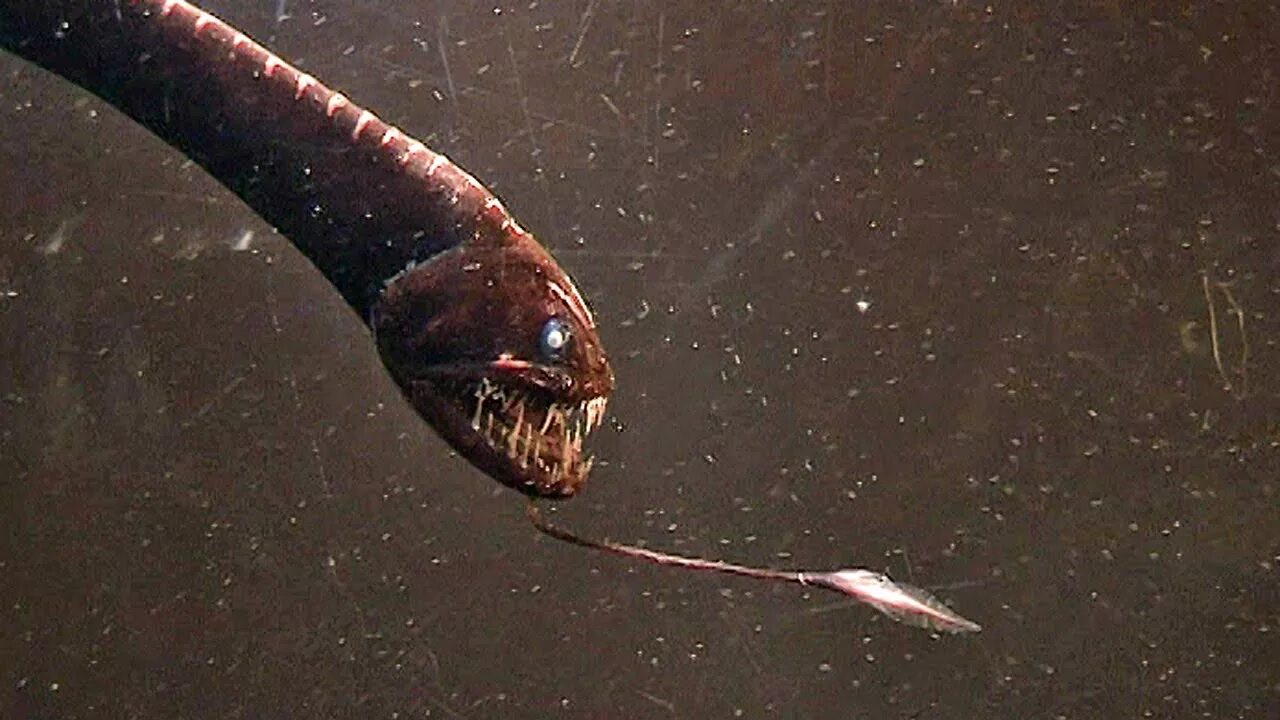 Dragonfish. Рыба дракон марианская впадина. Рыба дракон марианская впадина. Морской дракон идиакант. Атлантический идиакант.