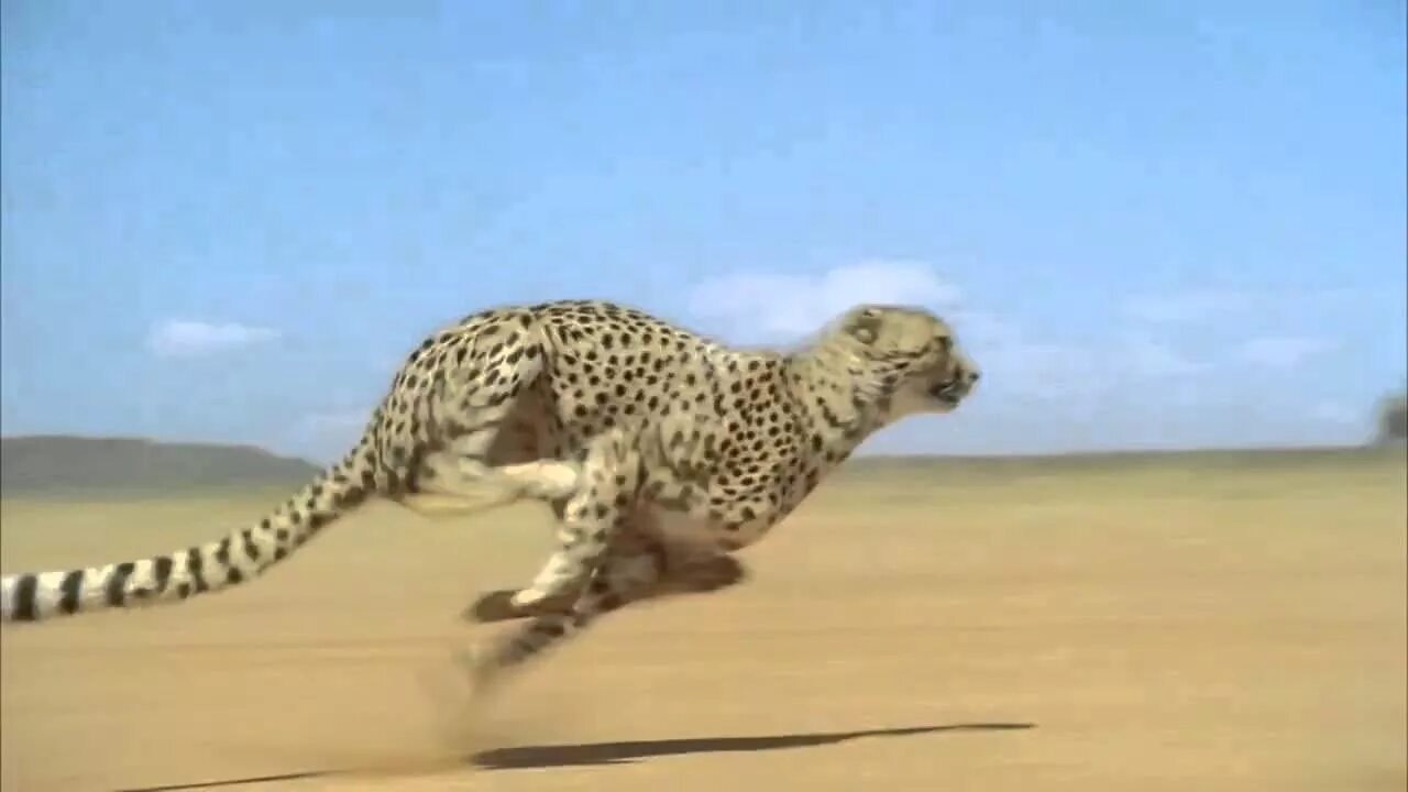 Самый быстрый хищник на земле. Животное в движении. Гепард в беге. Гепард бежит со скоростью. Гепард бежит со скоростью.