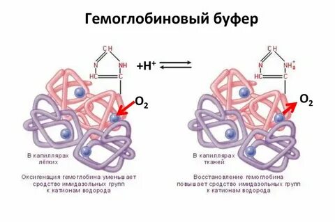 Состав гемоглобиновой буферной системы