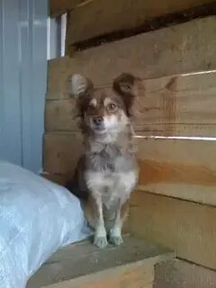 Каштанка умещалась в чемодане