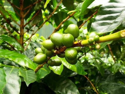 Coffee fruit
