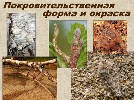 Покровительственная окраска насекомых примеры