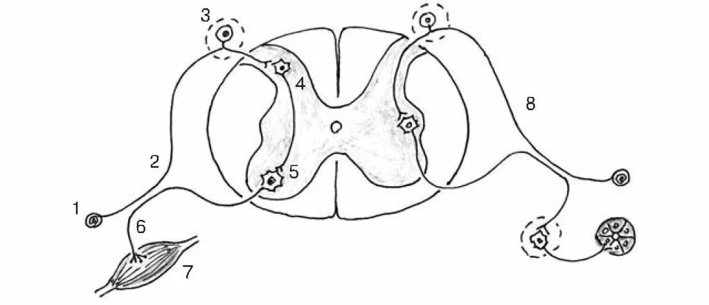 Схема рефлекторной дуги вегетативного рефлекса. Вегетативная рефлекторная дуга схема анатомия. Соматическая рефлекторная дуга схема. Схема рефлекторной дуги соматического рефлекса.