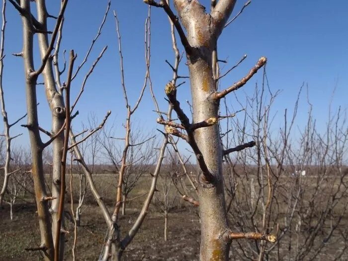 Цветочные почки на яблоне. Кольчатки плодушки плодовые почки на груше. Почки груши весной. Каштан сатива. Кольчатки на яблоне что это.