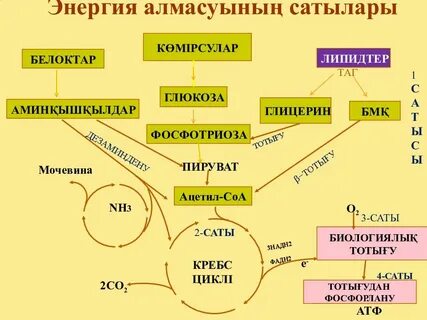 Метаболизм түрлері