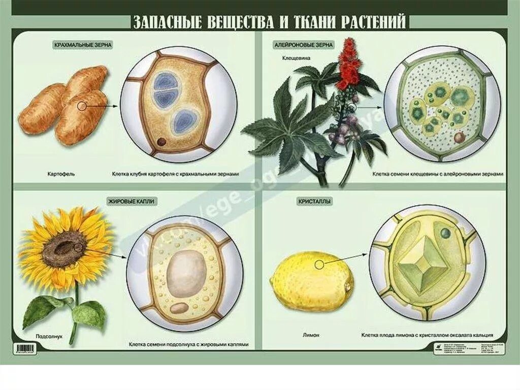 Форма и размеры животных клеток