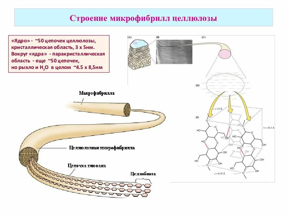 В какую структуру клетки входит целлюлоза. Строение целлюлозного волокна. микрофибриллярная целлюлоза. структура волокна целлюлозы. цепочка строения целлюлозы.