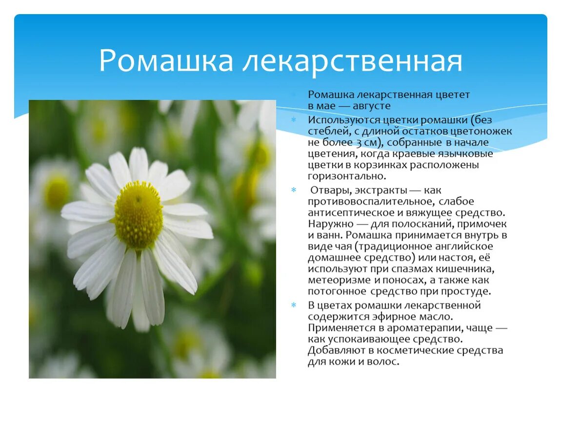 Ромашка свойства и применение. Ромашка лекарственное растение. Ромашка лекарственная описание. Ромашка описание растения.