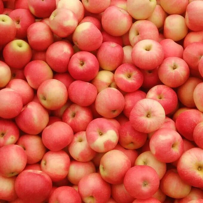 Яблоня "розовый налив" (malus domestica). Яблоня ред кетти. Яблоня "розовый налив" (malus domestica). Сорт яблок пинк перл. Яблоня брянское.