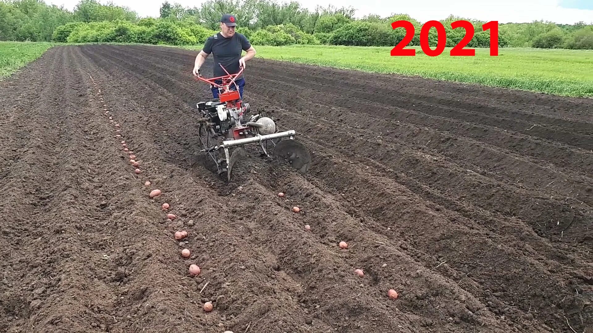 Посадка под окучник. Окучивание картофеля мотокультиватором 900м. Посадка под окучник. Окучивание картофеля окучником. Посадка картофеля мотоблоком нива с окучником.