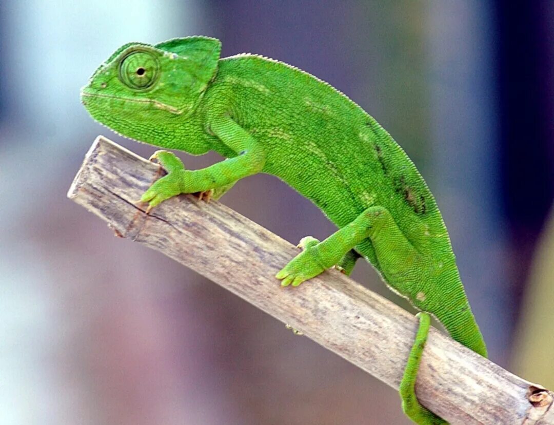 изумрудный туканет. кот зеленого цвета. лягушка квакша зеленая. лягушка грин фрог. малый зелёный рогоклюв.