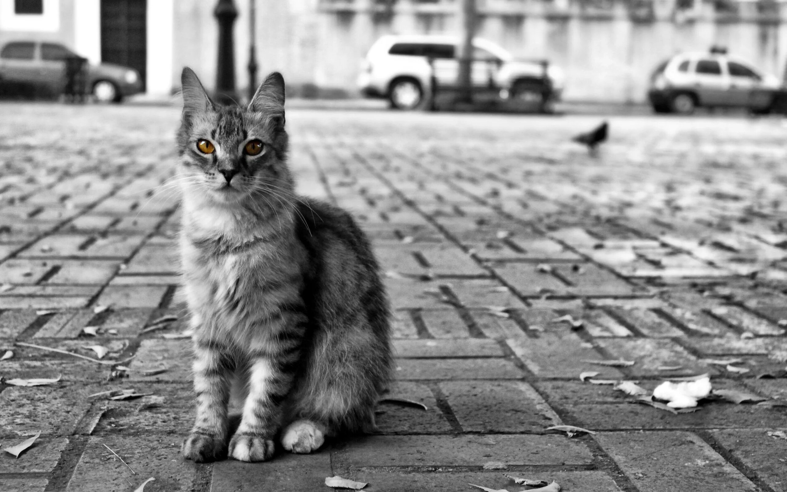 Как найти котенка на улице. Коты на улице. одинокий котенок. котенок на улице. серая уличная кошка.