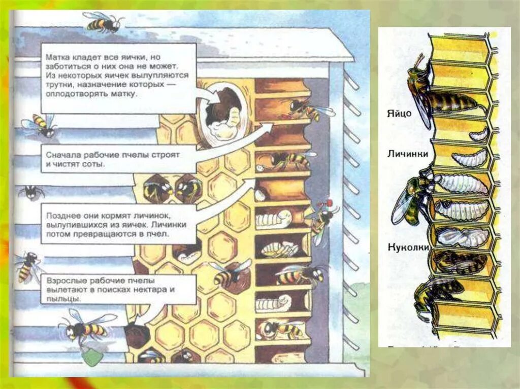 Стадии развития пчелы. Схема развития пчелы. Жизненный цикл пчелы. Стадии развития пчелы в картинках.