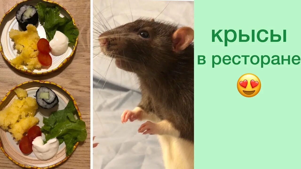 Ужин для крыс идеи. Крысы ужин декоративные.