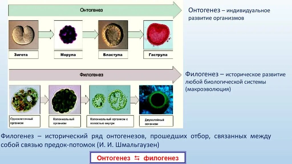 Филогенез организмов. Онтогенез и филогенез. Онтогенез повторяет филогенез. Онто филогенез организмов. Взаимосвязь онтогенеза и филогенеза.