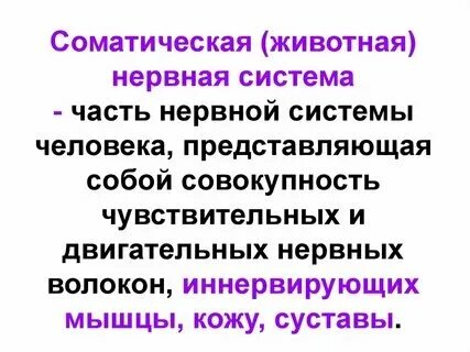 Что регулирует соматический отдел нервной системы