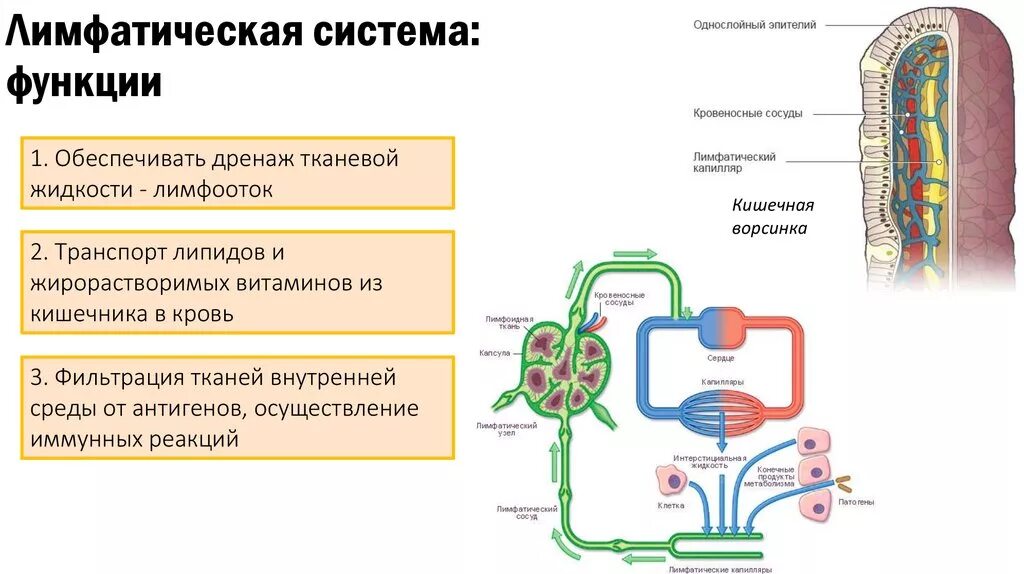 Лимфатическая система функции. Функции лимф системы. лимфатическая система животных схема. функции лимфы физиология. функции лимфатической системы животных.
