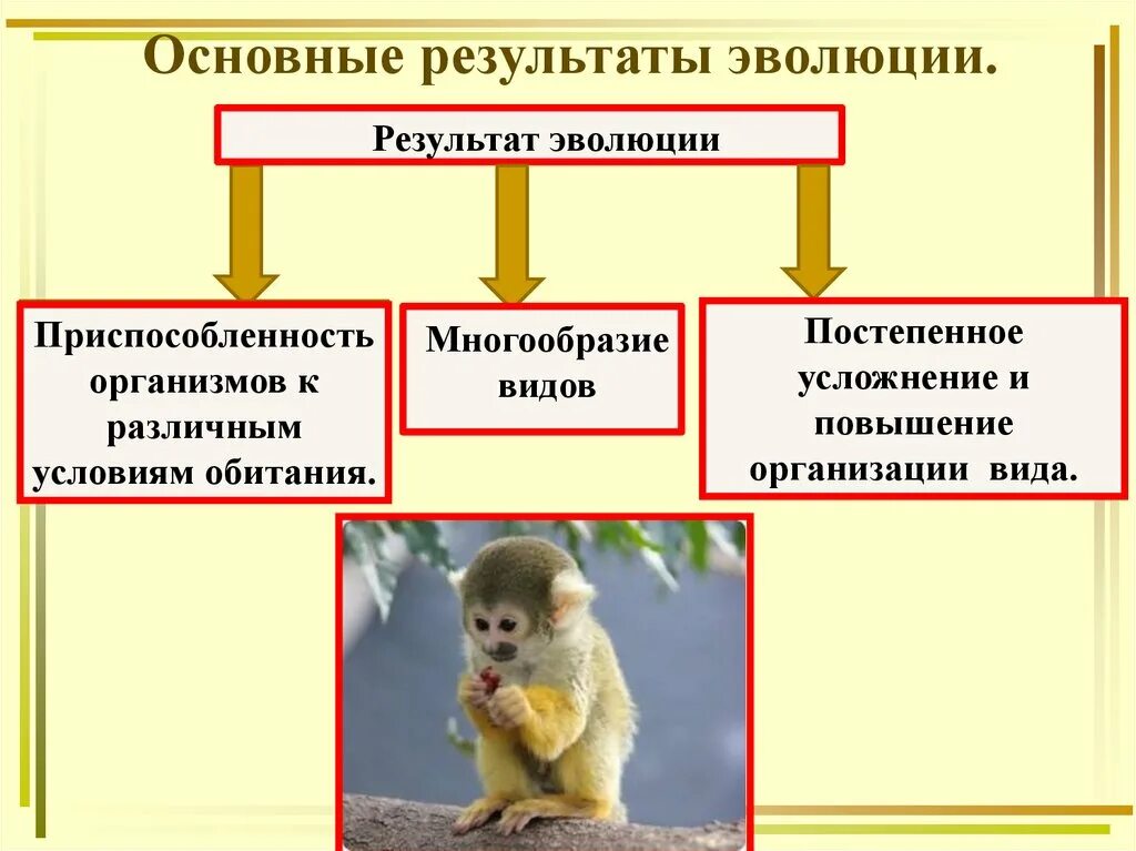 Результат микроэволюции появление. Результаты эволюции презентация. Макроэволюция результат. Основные направления макроэволюции. Макроэволюция многообразие видов.