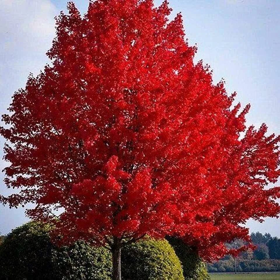 Tree red. Клен красный acer rubrum. клен красный ред сансет. клен канадский остролистный красный. acer rubrum (клен красный) &#039;red sunset&#039;.