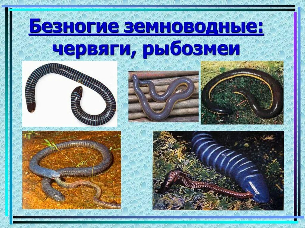 Безногие земноводные одним словом. Безногие земноводные. скелет безногих земноводных. безногие амфибии представители.