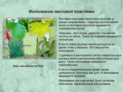 Лук декоративный жилкование