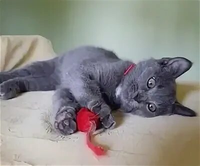 4 5 месяцев котенку