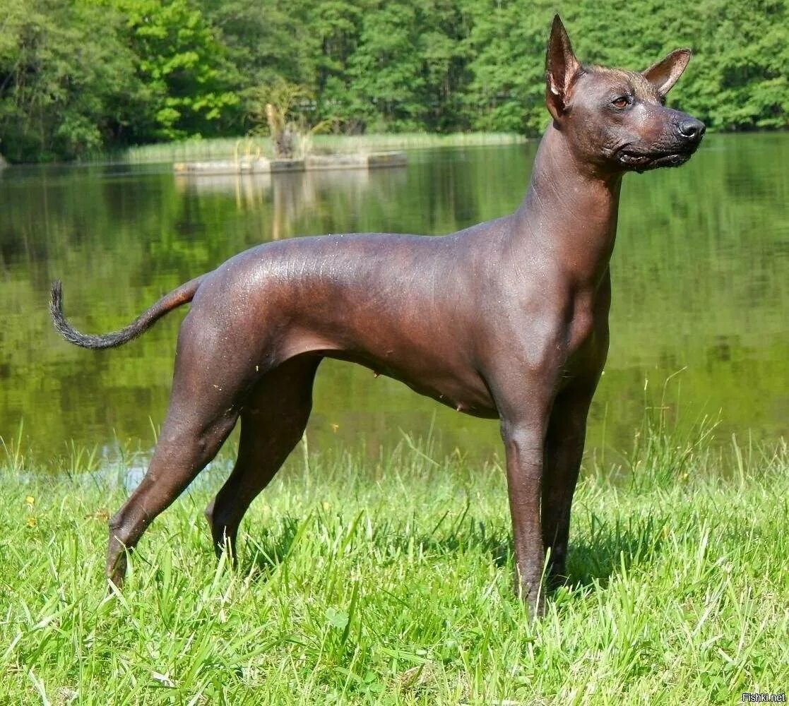 Лысая собака