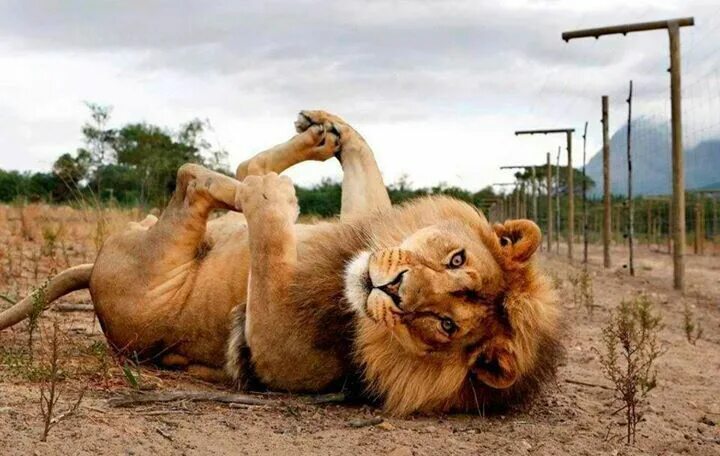 National Geographic Your Shot Lion photography, Animals beautiful, Wildlife week