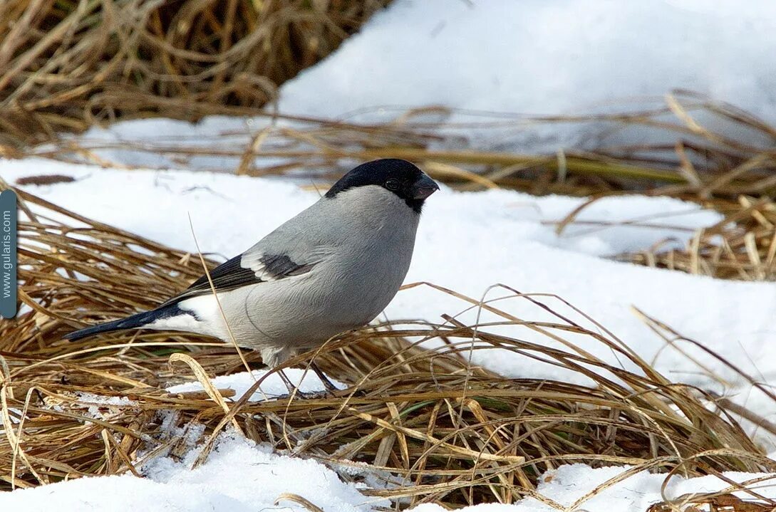 гулярис форум о птицах
