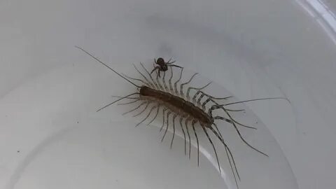 Паук сороконожка
