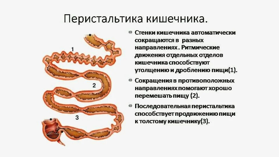 Таблица органы возбуждение симпатической нервной системы. Парасимпатическая нервная система сосуды. Усиление перистальтики кишечника симпатическая. Сравнение симпатической и парасимпатической нервной системы таблица. Усиление перистальтики кишечника симпатическая.
