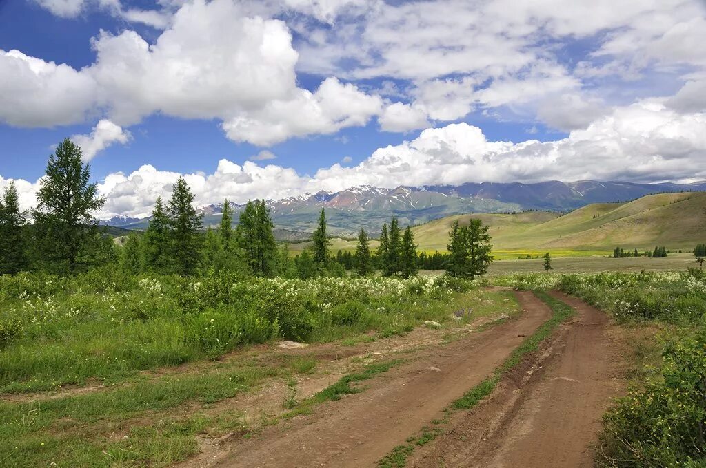 Степь, лесостепь, Алтая. Природа Алтайского края степь. Кулундинская степь. Кулундинская степь Алтайский край.