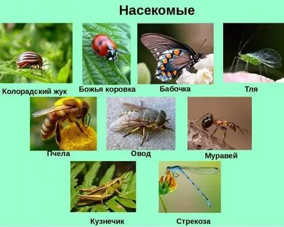 Насекомые леса презентация YouDrop.ru