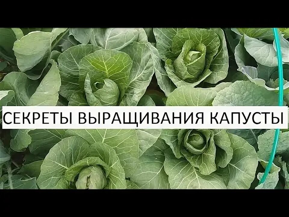 Почвобрикет крепкая рассада 10л биомастер. Секрет выращивания. Принеси рассаду. Корневая система огурца. Секрет выращивания.