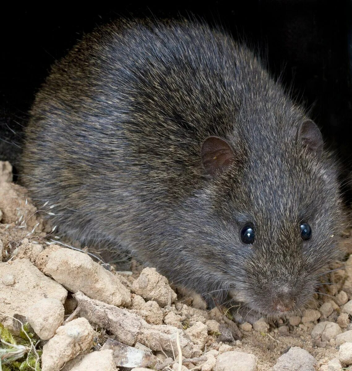 Мышь с коротким хвостом. Крыса с коротким хвостом. Крысы rattus rattus. Крыса с коротким хвостом. Декоративные крысы бесхвостые.