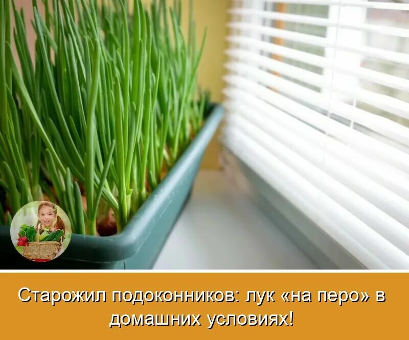 Какой лук посадить на подоконник. Лук шнитт микрозелень. лук слизун в горшке. лук шнитт домашний.