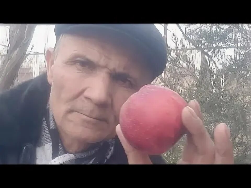 Кучим кучимов. Кучим кучимов