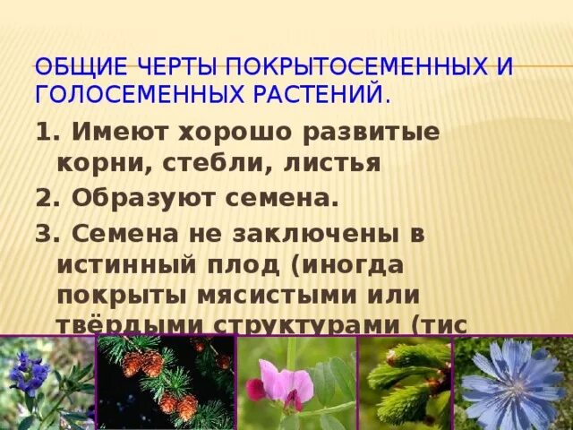 Сколько покрытосеменных. Различия голосеменных и покрытосеменных таблица. Голосеменные и Покрытосеменные растения таблица. Цветковые и Голосеменные растения. Сходство покрытосеменных и голосеменных растений.