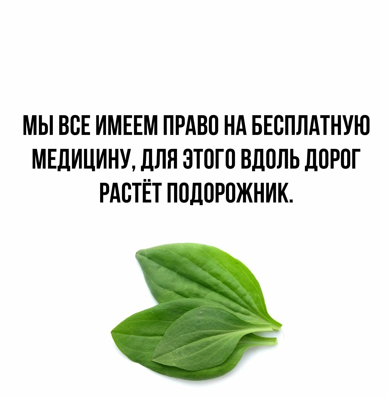 Не было б так смешно. Подорожник. Бесплатная медицина подорожник. Подорожник Мем. Подорожник растет.