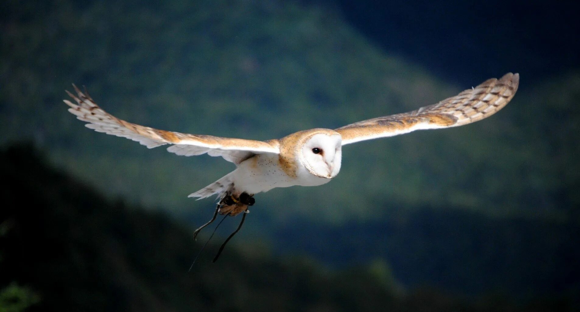 Птицы улетают. Инверсионный(конденсационный) след. Филин охотится. Мрачный лес. Полет совы.